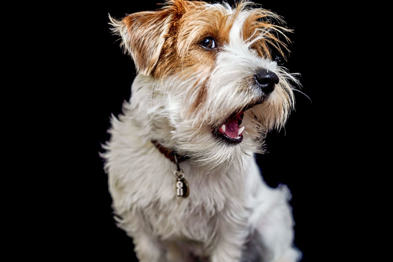 Jack Russell Terrier Porträt weiß braun vor schwarzem Hintergrund Mobiles Fotostudio Berlin