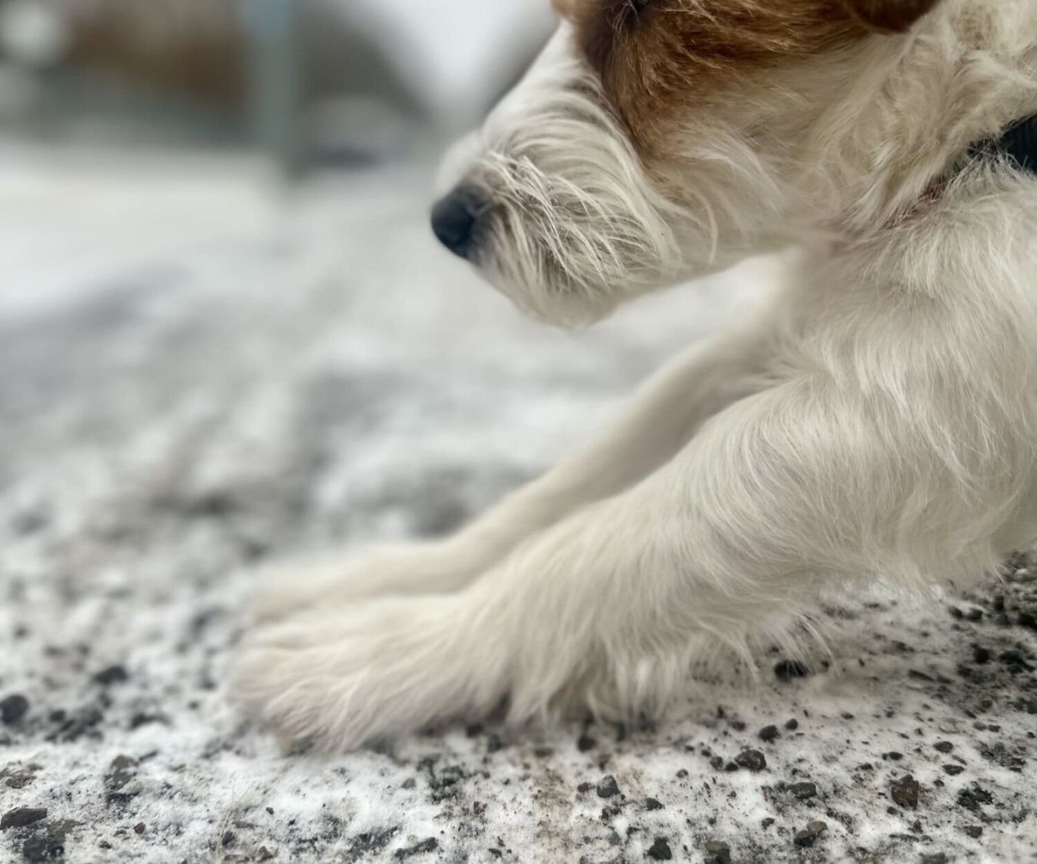 Close-up einer Hundepfote auf schneebedecktem Boden mit Streusalz – Wintergefahr für Hunde